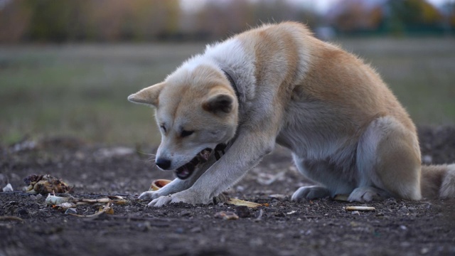 秋田犬在户外啃骨头视频素材