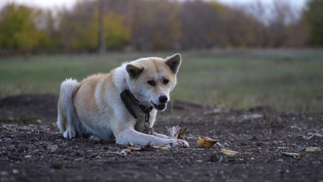 秋田犬在户外啃骨头视频素材