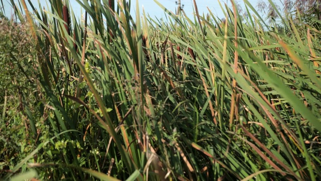 干的灯心草和香蒲淹没了高高的户外自然景观视频素材