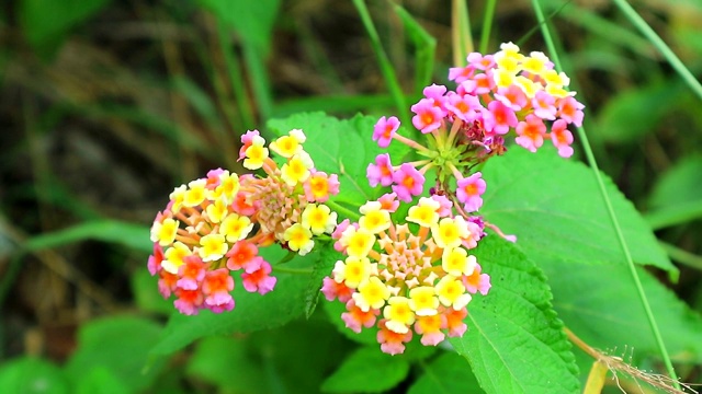 粉红色、橙色、黄色的马缨丹，各种颜色的花朵在花园里有绿色的叶子视频素材