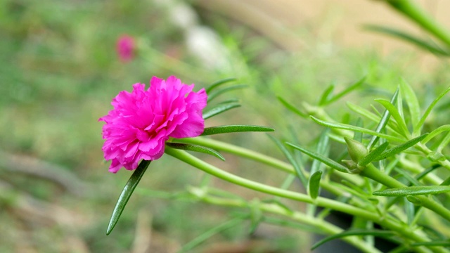 近马齿苋花视频素材