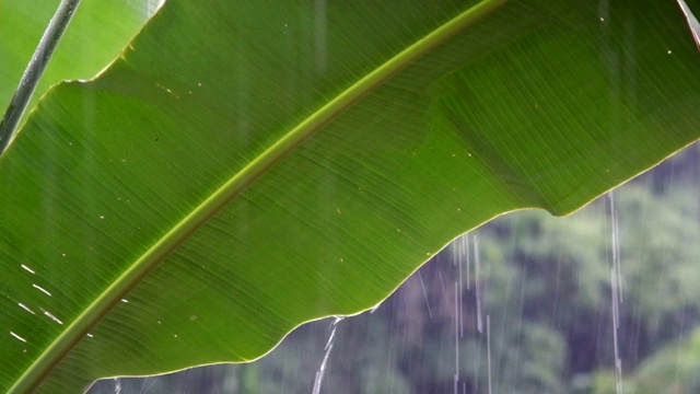 大自然在雨季的雨下郁郁葱葱。视频素材