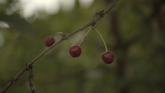 近距离看树上漂亮的樱桃视频素材