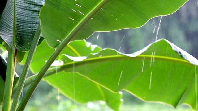 大自然在雨季的雨下郁郁葱葱。视频素材