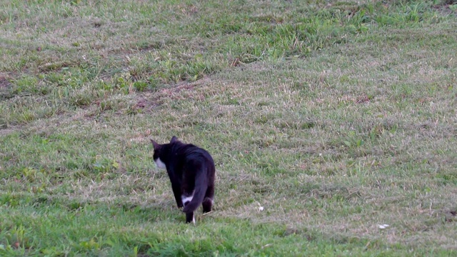 外面的草坪上有一只缓慢移动的大黑猫视频素材