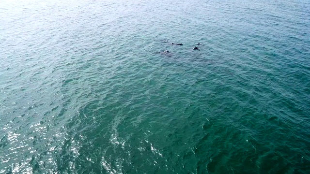 一群海豚在加州海岸游泳视频素材