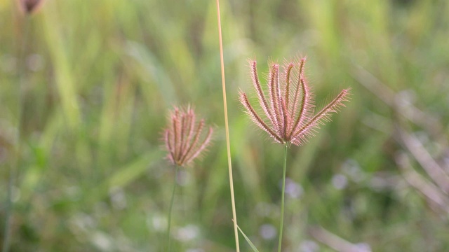 大自然背景草花在田野视频素材