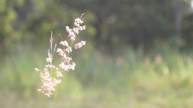 大自然背景草花在田野视频素材