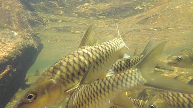 两种鱼类的鱼群在类似的地方游泳-细长的带刺鱼(rasbora daniconius)和侧条纹的带刺鱼(Systomus pleurotaenia)斯里兰卡特有，辛哈拉加森林保护区视频素材