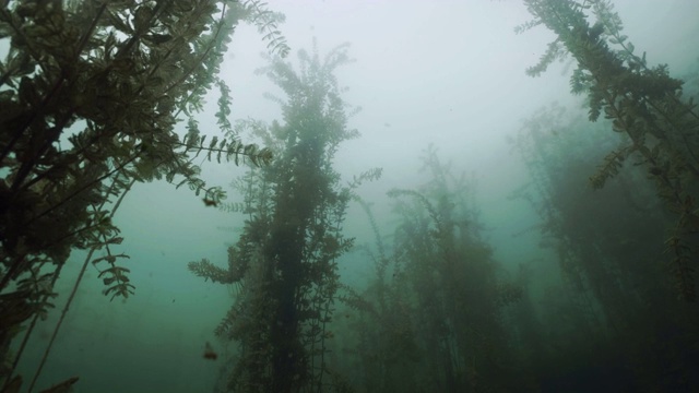 宽镜头淡水藻类和植物，水下拍摄视频素材