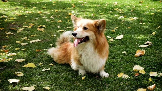 在绿色草坪上驱赶毛茸茸的威尔士柯基犬视频素材