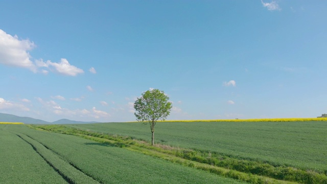 乡村景观中孤独的树(空中的)视频素材