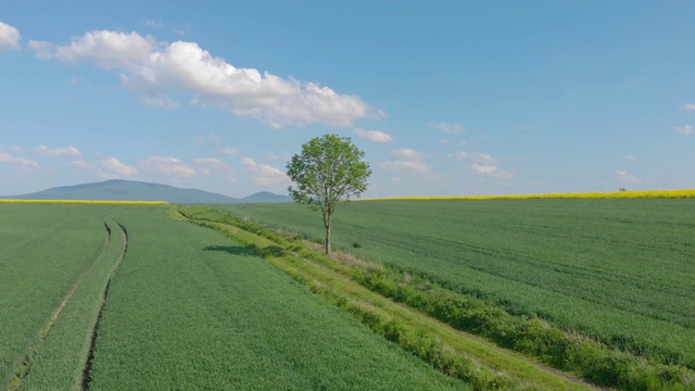 乡村景观中孤独的树(空中的)视频素材