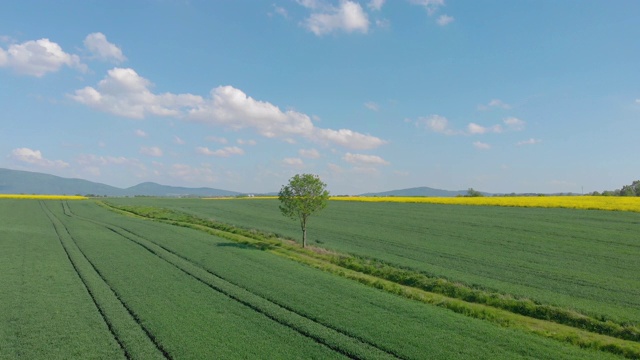 乡村景观中孤独的树(空中的)视频素材