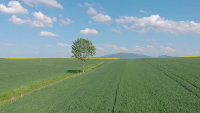 乡村景观中孤独的树(空中的)视频素材