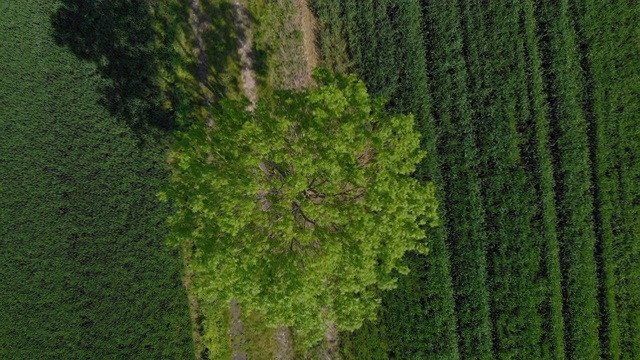 乡村景观中孤独的树(空中的)视频素材