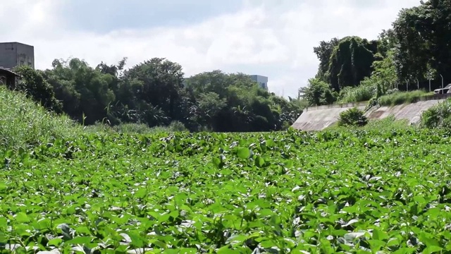 水葫芦吞没并窒息了整条河。视频素材