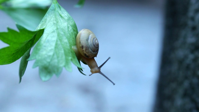 蜗牛宝宝视频素材