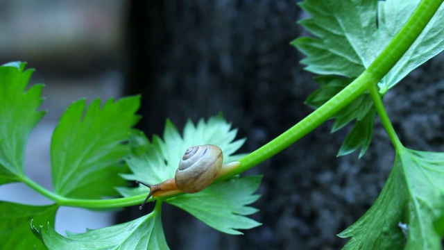 芹菜叶蜗牛视频素材