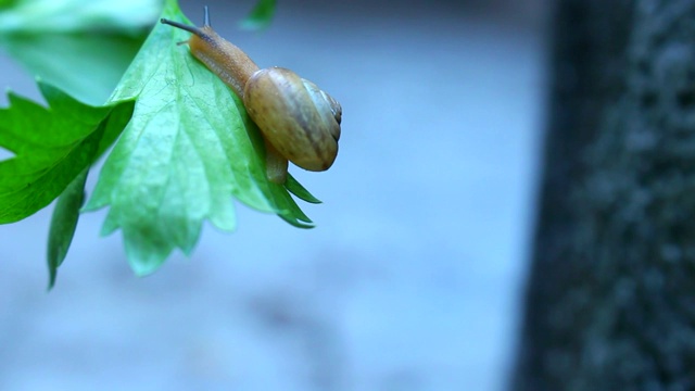 蜗牛爬行视频素材