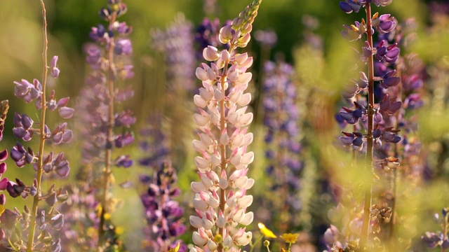 日落日出时，在夏季田野草地上的野羽扇豆灌木。Lupinus，俗称羽扇豆或羽扇豆，是豆科植物中开花植物的一个属视频素材