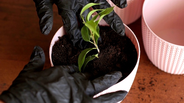 女人的手正在把植物移植到一个新的花盆里。视频素材