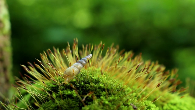 苔藓上的蜗牛视频素材