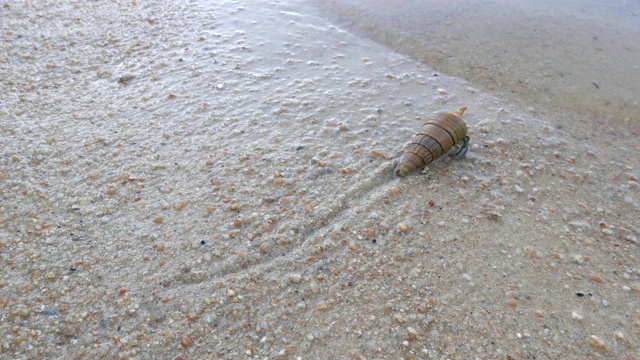 海滩上的寄居蟹视频素材