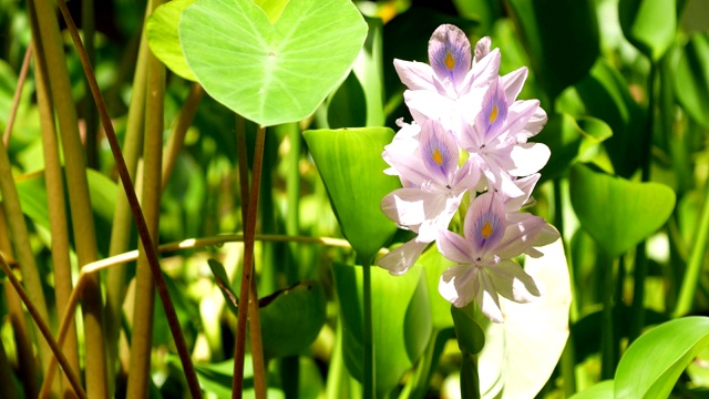 靠近水葫芦花视频素材