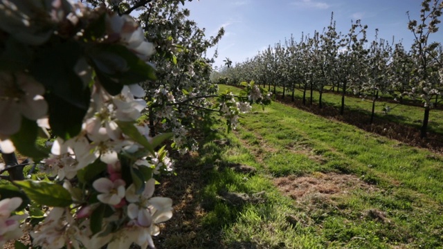 英国萨默塞特郡苹果园里的苹果树开花了视频素材