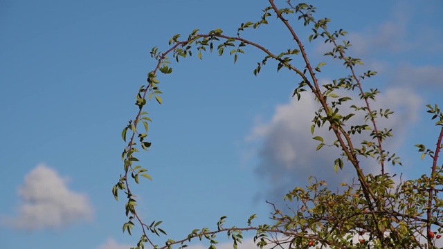 植物界的代表视频素材