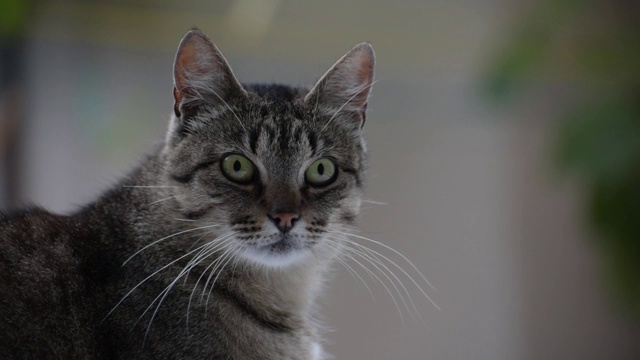 一只看着的猫的肖像视频素材