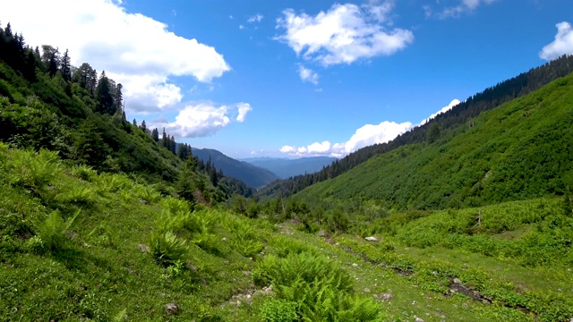 美丽的绿色自然景观，森林和河流在黑海地区，阿尔特文，土耳其视频素材