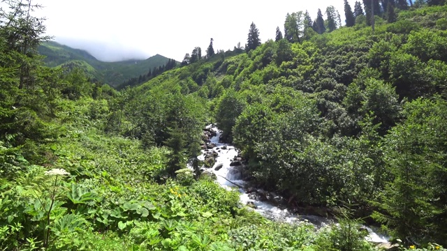 美丽的绿色自然景观，森林和河流在黑海地区，阿尔特文，土耳其视频素材