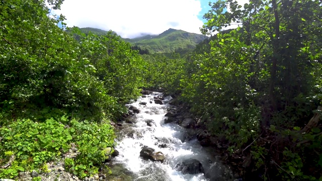 美丽的绿色自然景观，森林和河流在黑海地区，阿尔特文，土耳其视频素材