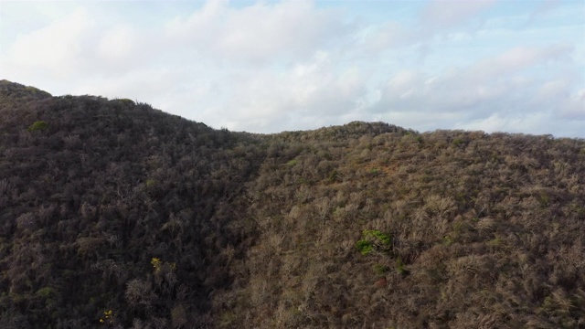 鸟瞰图地区的西庞特与树和仙人掌- Curaçao/加勒比/荷属安的列斯视频素材