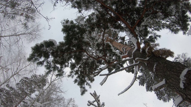 很多雪从一棵大松树的树枝上落下。自下而上的观点。视频素材