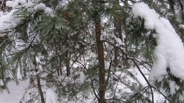 许多雪从云杉的树枝上落下。特写镜头。美丽的冬天森林。视频素材