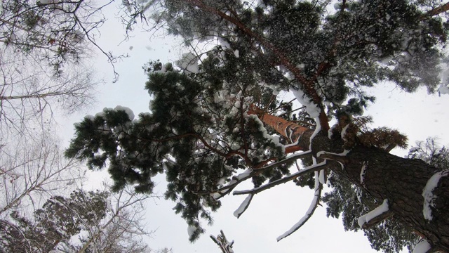 雪从一棵大松树的树枝上落下。自下而上的观点视频素材