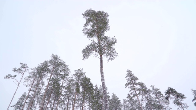 森林里的树梢视频素材