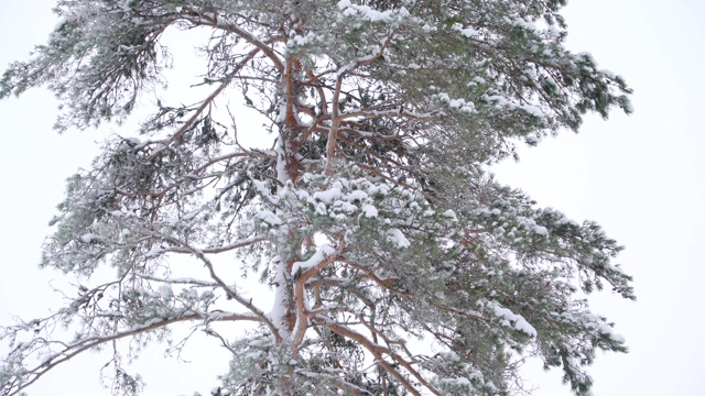 看树上的叶子被雪覆盖视频素材