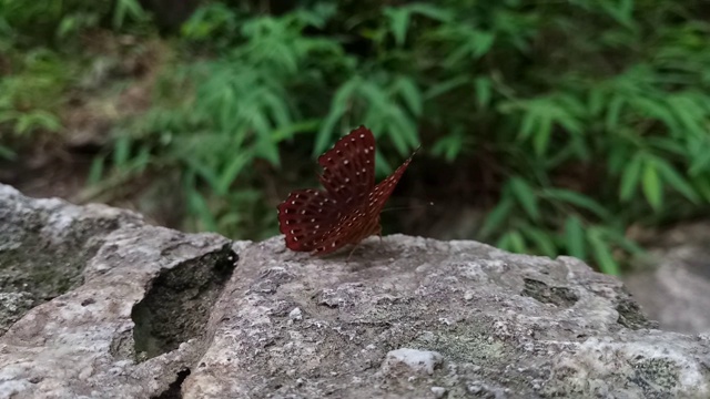 常见的丑角蝴蝶视频素材