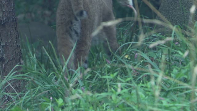 一只山猫站在阿巴拉契亚山脉的一片草地上。视频素材