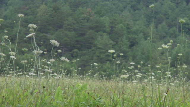 野花盛开在阿巴拉契亚山脉的草地上。视频素材