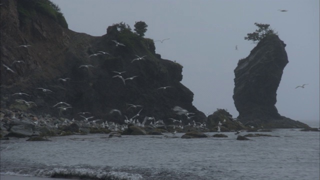 海鸥在海岸线上奇特的岩石周围飞翔。视频素材