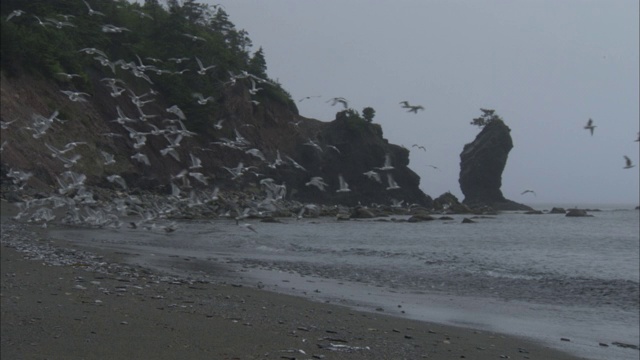 成群的海鸥在多岩石的海岸线上飞翔。视频素材