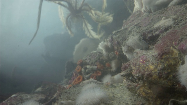 一种蜘蛛状的海洋生物在海底附近移动它的长卷须。视频素材