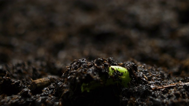 生长植物的时间延迟豌豆芽的萌发。农场种植的食物视频素材