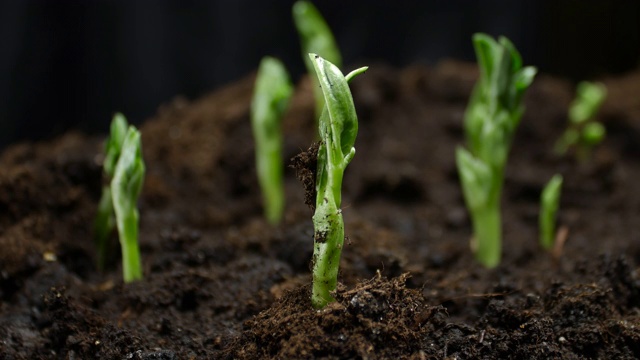 生长植物的时间延迟豌豆芽的萌发。农场种植的食物视频素材