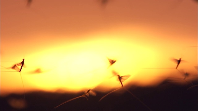 夕阳下成群的蜉蝣剪影。视频素材